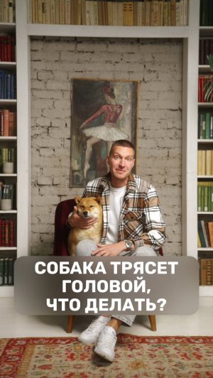 Собака трясет головой, что делать?