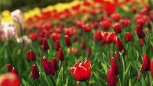 КОМАНДИР И РЯДОВОЙ. 
СПАСИБО ВИТАЛИЮ И АНАСТАСИИ ЗА ВИДЕО!