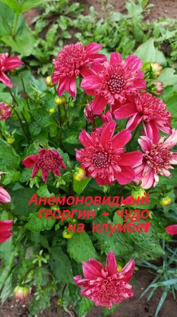 Анемоновидный георгин - что это такое?
