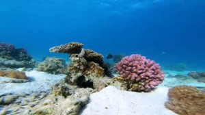 Волны тишины. Музыка океана и рыб. Часть 6