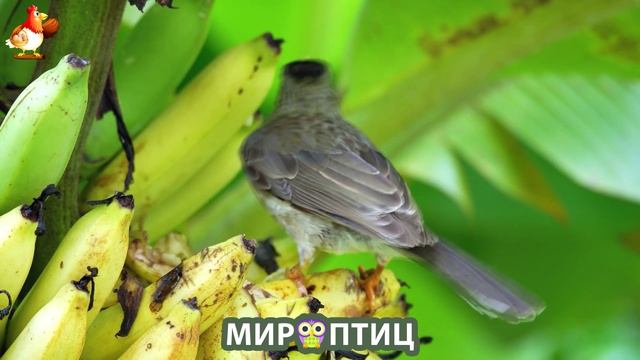 Мир птиц – красота и грация пернатых созданий Природы 🦩🦚🦜 Выпуск (227) 🦉🐦🐤