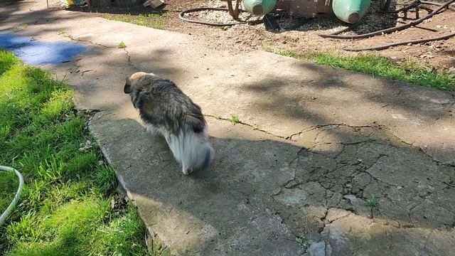 Куры, утки и собака, про дачу!