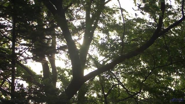 Трек, который изменит взгляд на природу - E-Musik -- Phillip Gross -- Quart