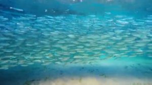 Волны тишины. Музыка океана и рыб. Часть 16