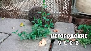 Погода портится. Перебои с зерном. Степаныч пришёл на ужин. 10.06.25