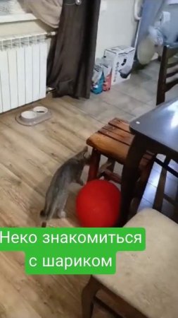 #Неко #Забавныеживотные