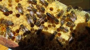 ответы на вопросы - вопрос по смене матки в злой семье пчел , 20.06.2025