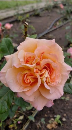 🌹 Долина роз в Кисловодске