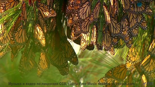 Музыка раздвигает горизонты прямо на экране - One In The Same -- Derek Clegg -- Solar