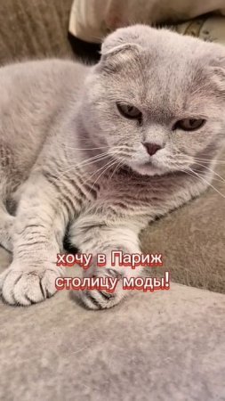 Кошки с озвучкой 🤣