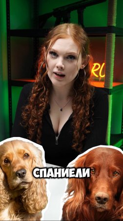 🐶 ЛУЧШИЕ ПОРОДЫ СОБАК ДЛЯ ОХОТЫ! #охота #тепловизор #тепловизионныйприцел #собака #охотассобакой