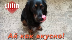 У собаки хороший аппетит