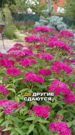 Там Где Ничего Не Растёт Посадите ЭТО!💥🪴