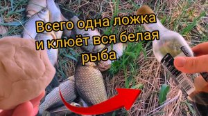 Добавьте всего одну ложку в тесто и вся белая рыба будет у вас..))