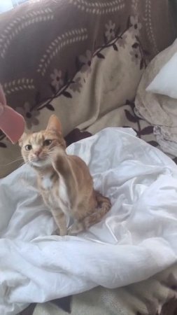 Как выпрямить кота