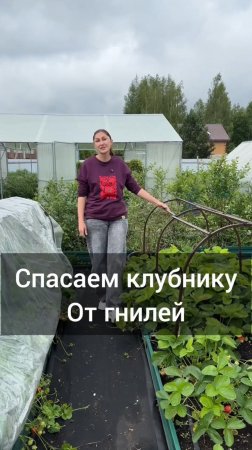 ☔️ Затяжные дожди не проходят бесследно и наш шикарный урожай клубники🍓, к сожалению,  начал подгни