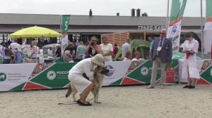 Верный Друг Ядвига