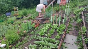 Тихая Жизнь за городом🏠 в Сибири/Навожу порядок в саду 🪴/Салат из пикинской капусты и овощей