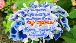 Окраска крупнолистной гортензии год спустя.Закрытая корневая система!21.06.25