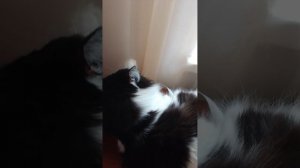 мая кошка Маруся 😽