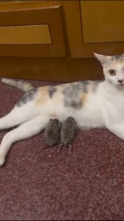 Киска мама для ежат