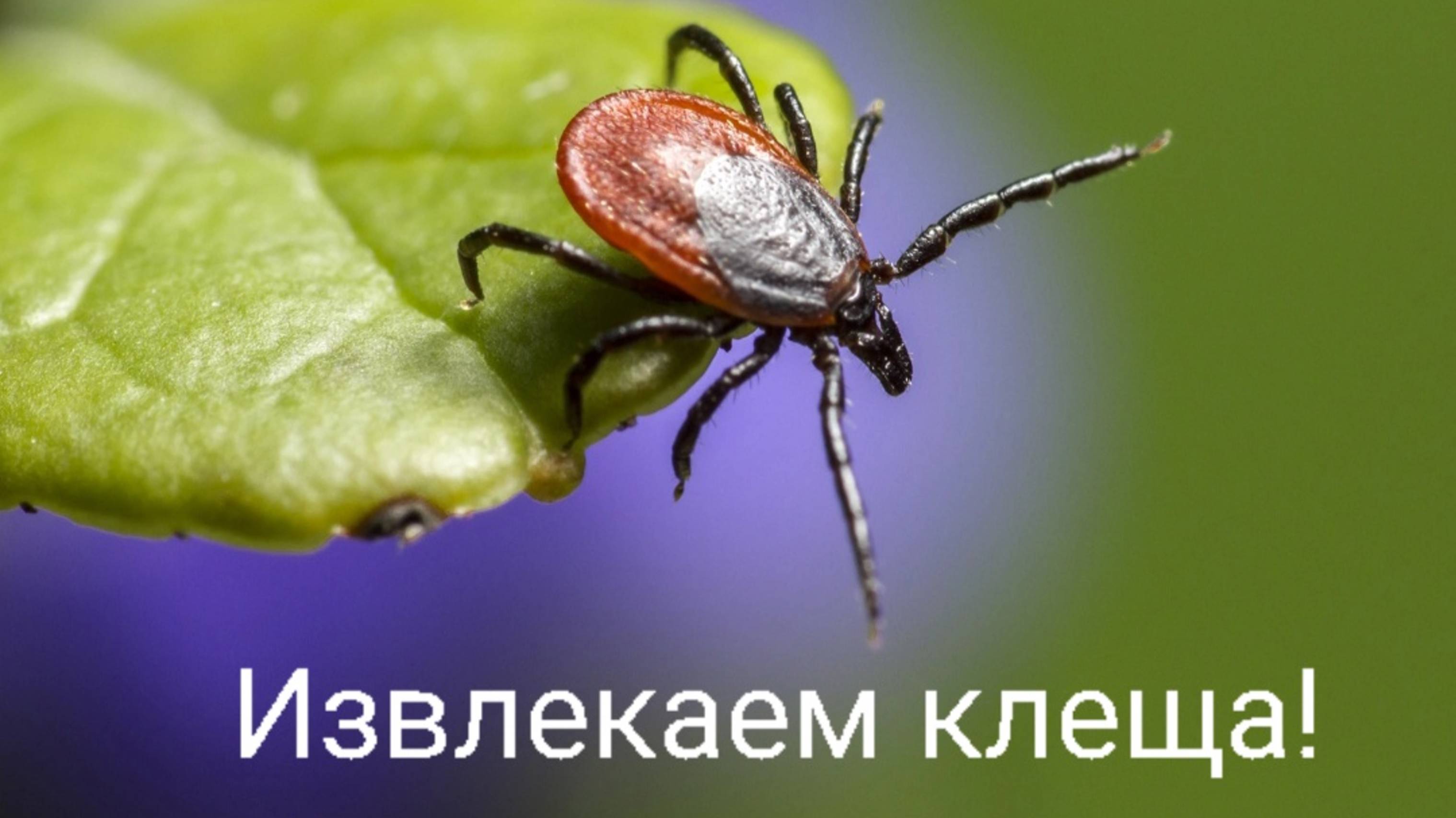 Как быстро вытащить клеща. Способ подходит и людям и животным. Защита от клещей.