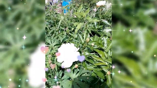 🌺 СИРЕНЬ, БЕЛЫЕ ПИОНЫ, КОТ ШПРОТ, БУКЕТ ЦВЕТОВ 🌺 18 ИЮНЯ 2025 г.🌺