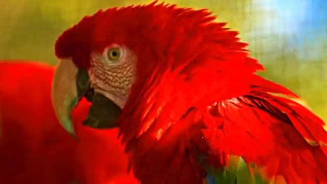 Звуки природы и лёгкая музыка для покоя — Часть 13
