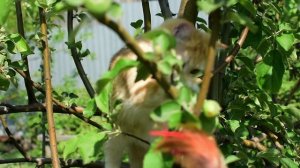 британская золотая шиншилла