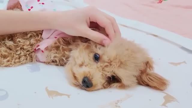 СТАЛА МАМОЙ в 13 ЛЕТ 🐶 Самое Милое Видео / Вики Шоу