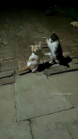 Осторожно, котики!43