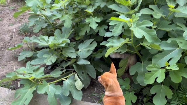 Аномальный июнь на Юге: вишни нет, в кофтах, зато курятник растёт!