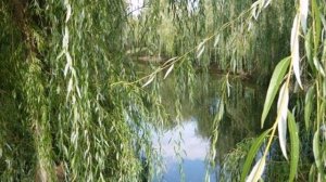 Гр.Нэнси- Горько плакала ива.