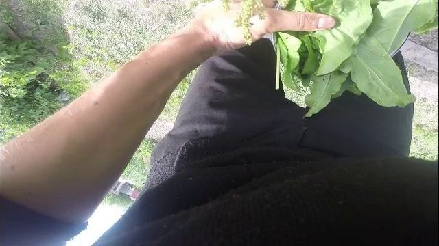 Щавель! Заготовки без обработки!