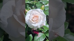 Лето в разгаре! Яркое цветение роз