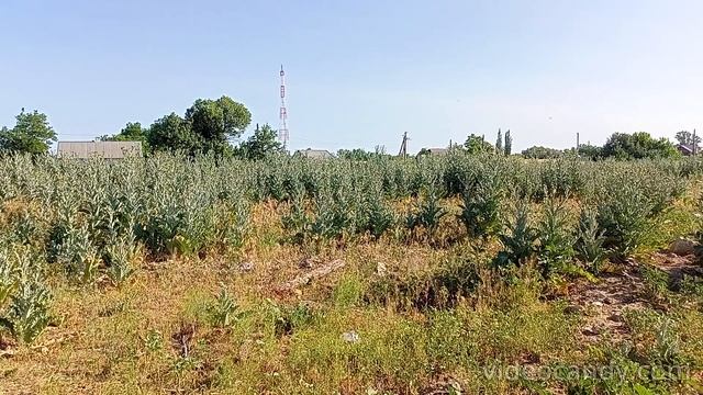 VID20250614065529_merged