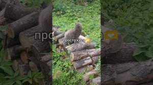 милое видео 🐱