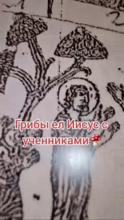 МухоМОРы паПИломы... РУляТТ
