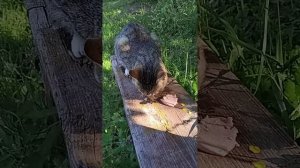 котик Тигра🐈⬛🐱