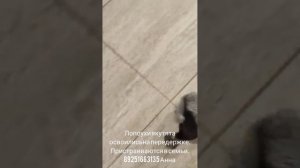 21-06-2025 лопоухи якутята пристраиваются в семьи