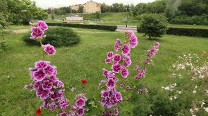 Видео про цветы: Мальва лесная Зебрина