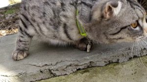 Кошка иностранная