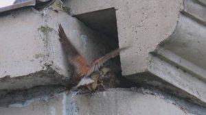 Обыкновенная пустельга (Falco tinnunculus)