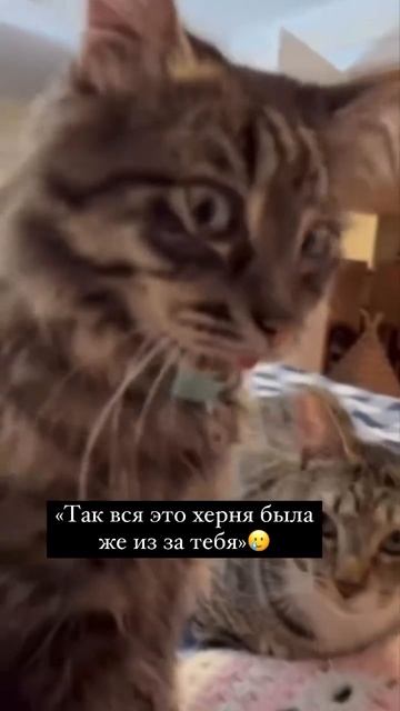Отношения. Деньги. Семья.
Это не просто темы. Это — зеркала.
Каждое отражает, где ты потеряла себя.