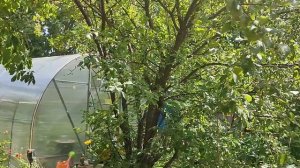 Приехала Олеся с бабушками..21.06.2025г.