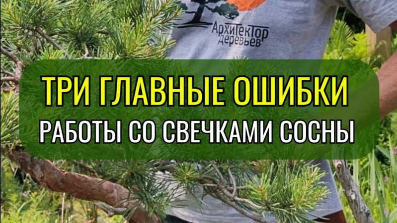 Три главные ошибки работы со свечками сосны