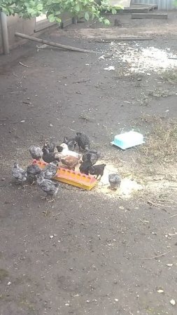 ещё цыплята