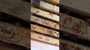 Матки бакфаст  F1-2025. Результатом доволен.