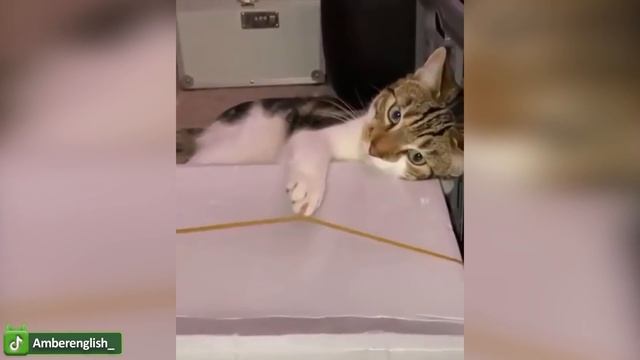 Самые забавные домашние животные на свете - Милые Кошки и Собаки - Постарайтесь не смеяться