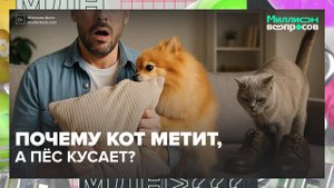 Почему кошка царапает диван, а собака боится громких звуков?